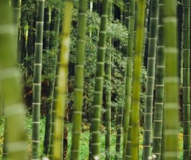 Green bamboo forest Stock Photo 05