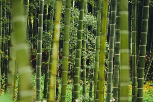 Green bamboo forest Stock Photo 05