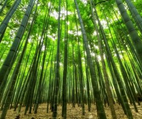 Green bamboo forest Stock Photo 06
