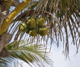 Green coconut on the tree Stock Photo 01