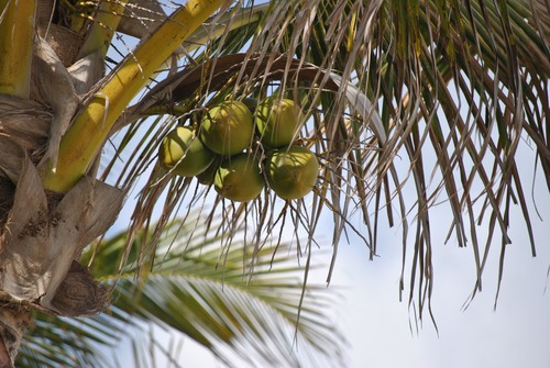Green coconut on the tree Stock Photo 01
