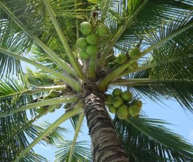 Green coconut on the tree Stock Photo 02