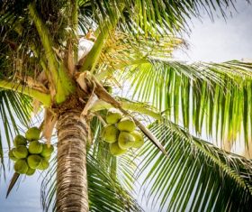 Green coconut on the tree Stock Photo 03