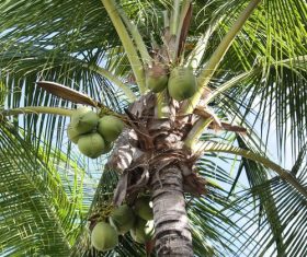 Green coconut on the tree Stock Photo 04