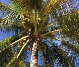 Green coconut on the tree Stock Photo 05