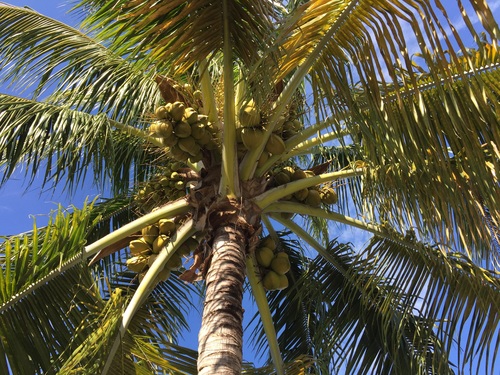 Green coconut on the tree Stock Photo 05