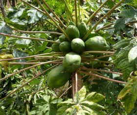 Green coconut on the tree Stock Photo 06