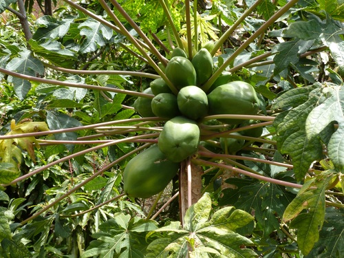 Green coconut on the tree Stock Photo 06