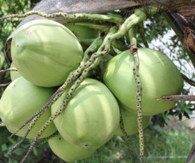 Green coconut on the tree Stock Photo 07
