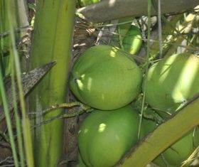 Green coconut on the tree Stock Photo 08