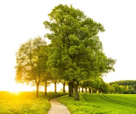 Green natural scenery Stock Photo 12