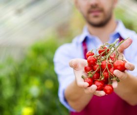 Hand holding tomato Stock Photo