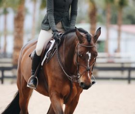 Horseback riding woman at the racecourse Stock Photo 04