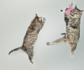 Jumping Cats Stock Photo