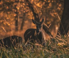 Jungle wild fawn Stock Photo