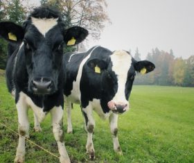 Leisurely cow on the grass Stock Photo 01