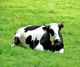 Leisurely cow on the grass Stock Photo 02