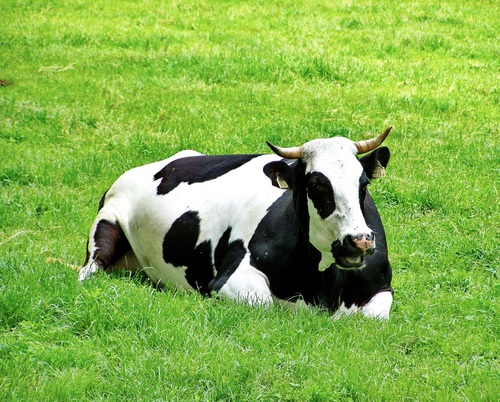 Leisurely cow on the grass Stock Photo 02