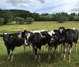 Leisurely cow on the grass Stock Photo 03