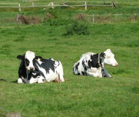 Leisurely cow on the grass Stock Photo 04
