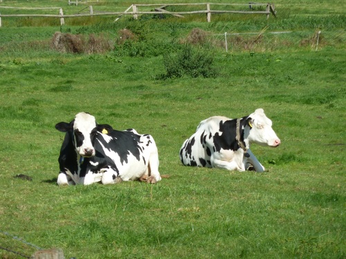 Leisurely cow on the grass Stock Photo 04