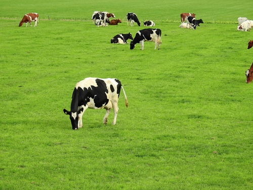 Leisurely cow on the grass Stock Photo 05