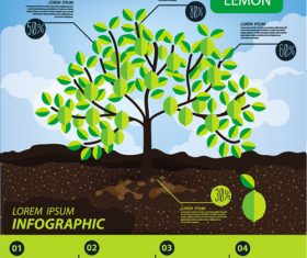 Lemon infographic template vector material