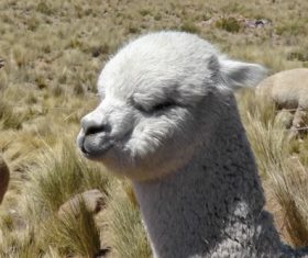 Lovely alpaca Stock Photo 01
