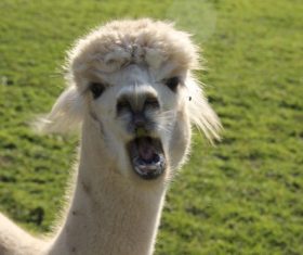 Lovely alpaca Stock Photo 02