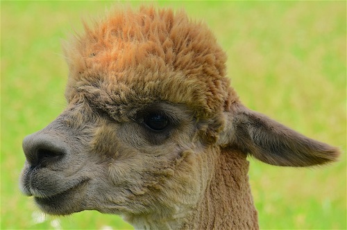 Lovely alpaca Stock Photo 03