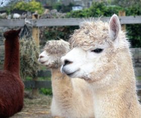 Lovely alpaca Stock Photo 04