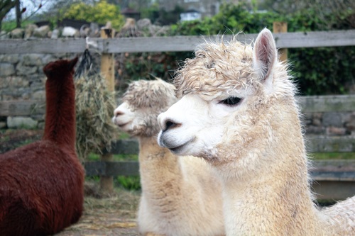 Lovely alpaca Stock Photo 04