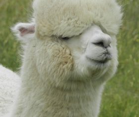 Lovely alpaca Stock Photo 05