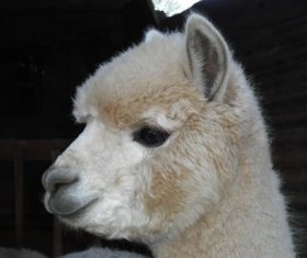 Lovely alpaca Stock Photo 06