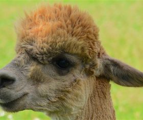 Lovely alpaca Stock Photo 07