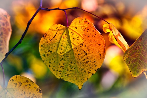 Macro Photography Autumn Leaves Stock Photo