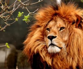 Macro Photography Lions Stock Photo