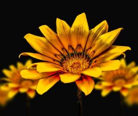 Macro Photography blooming yellow flowers Stock Photo