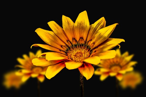 Macro Photography blooming yellow flowers Stock Photo