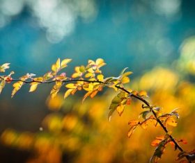 Macro Photography branches Stock Photo