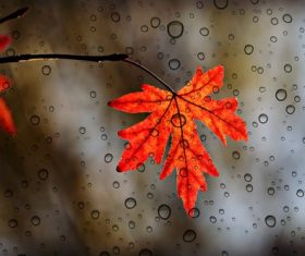 Maple leaf with water droplets Stock Photo