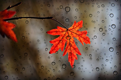 Maple leaf with water droplets Stock Photo