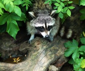 Naughty cute raccoon Stock Photo 01