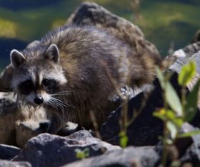 Naughty cute raccoon Stock Photo 02