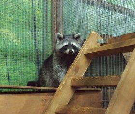 Naughty cute raccoon Stock Photo 03