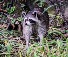 Naughty cute raccoon Stock Photo 04