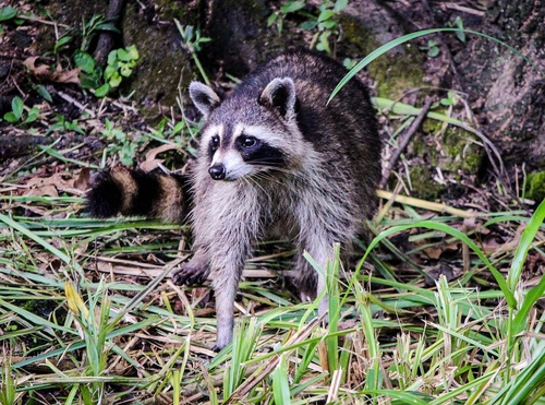Naughty cute raccoon Stock Photo 04
