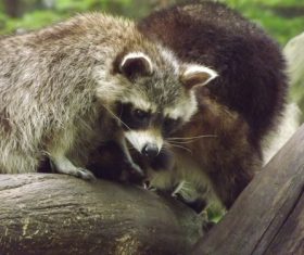 Naughty cute raccoon Stock Photo 05