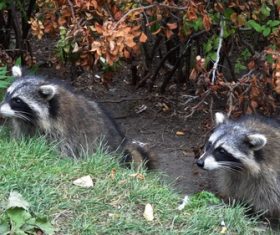 Naughty cute raccoon Stock Photo 06