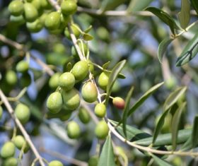 Olives on branch Stock Photo 01